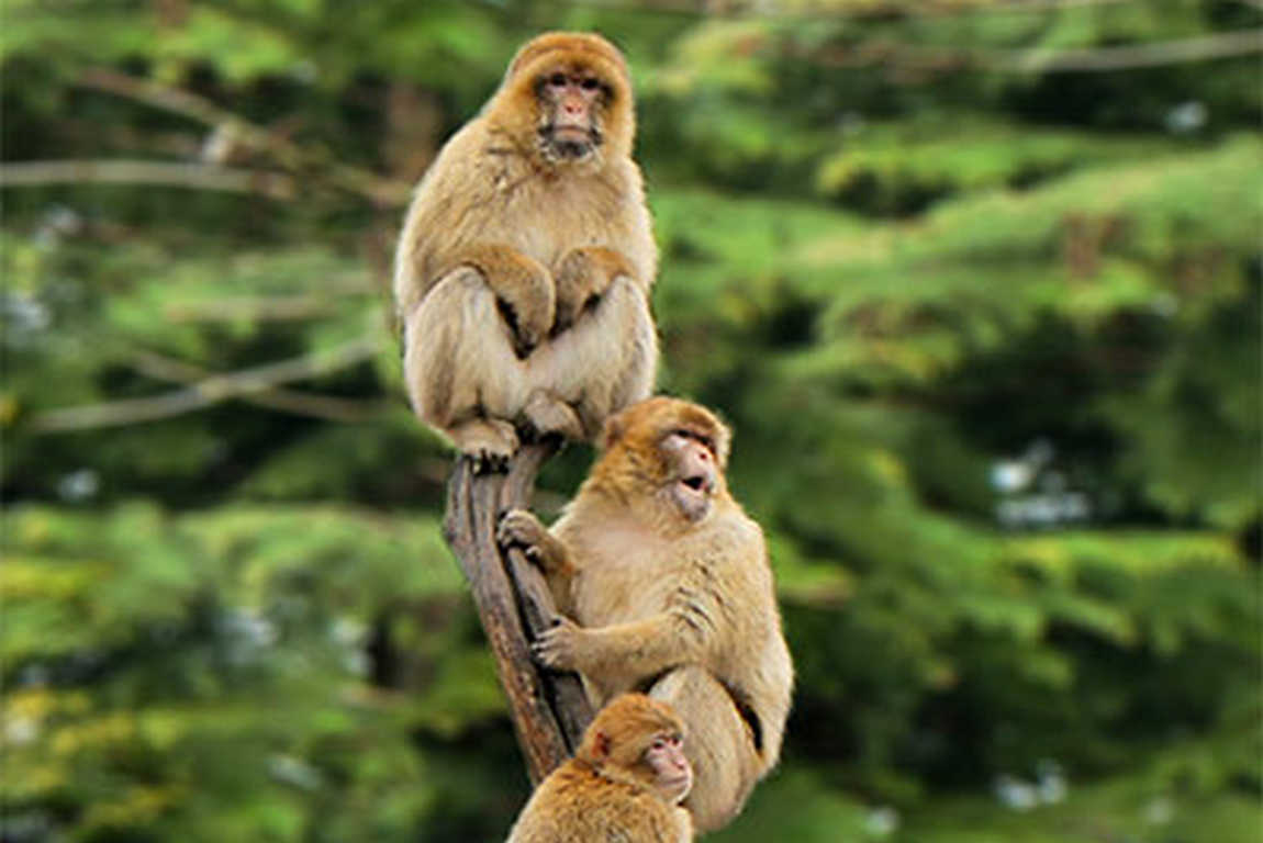 ludwigslust zoo photo 2