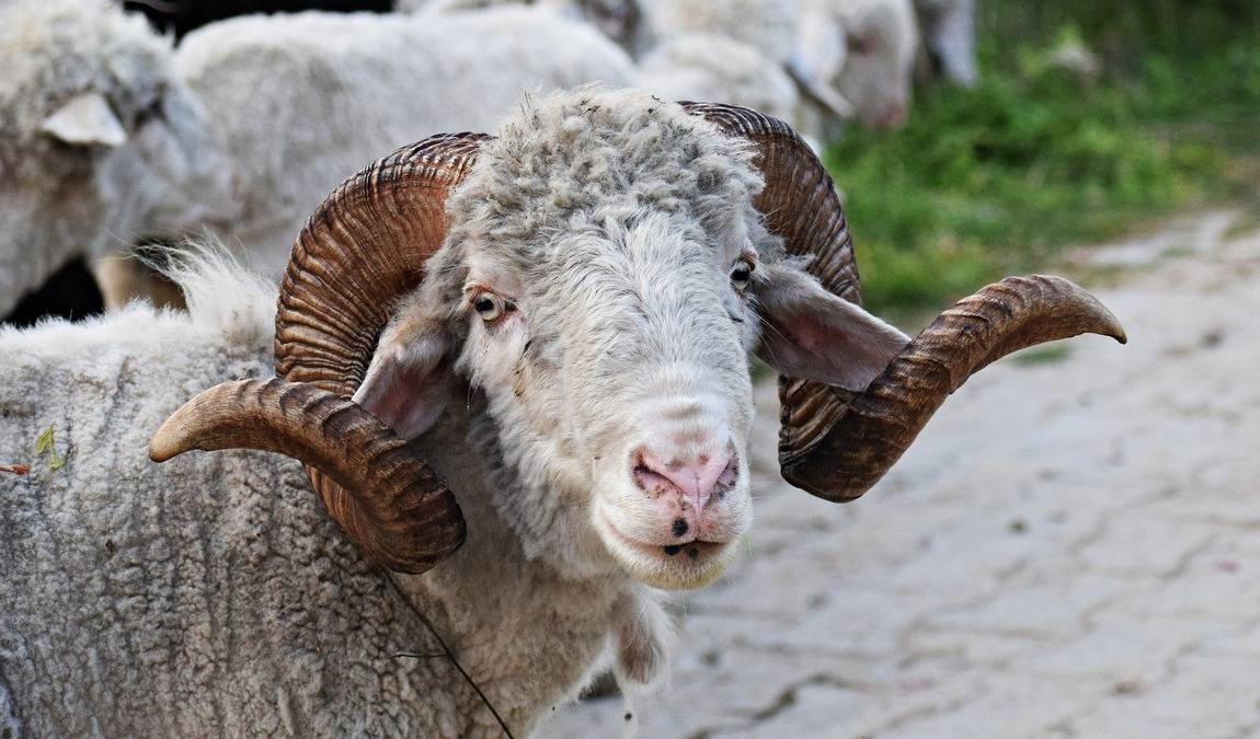 animal wild u. game park preding photo 2