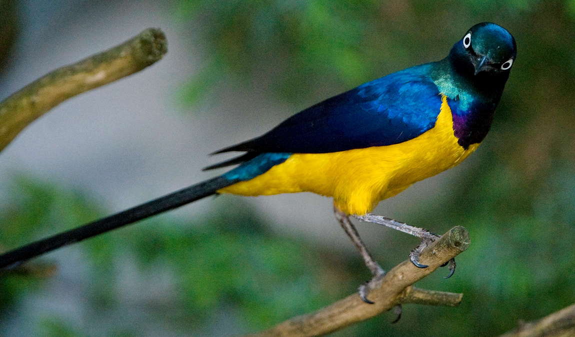 vogelpark turnersee photo 1