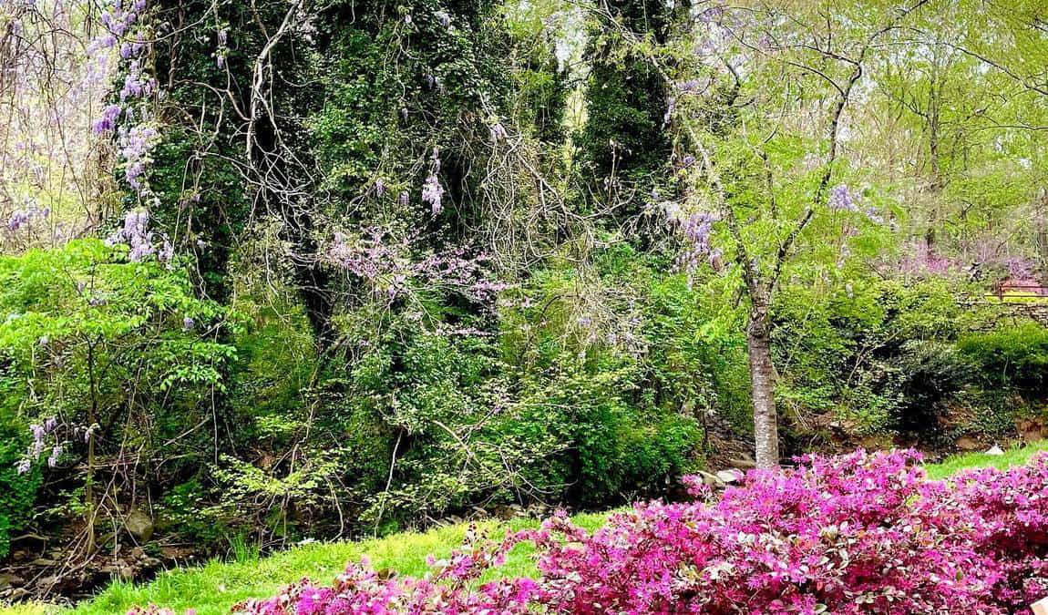 tanger family bicentennial garden photo 3