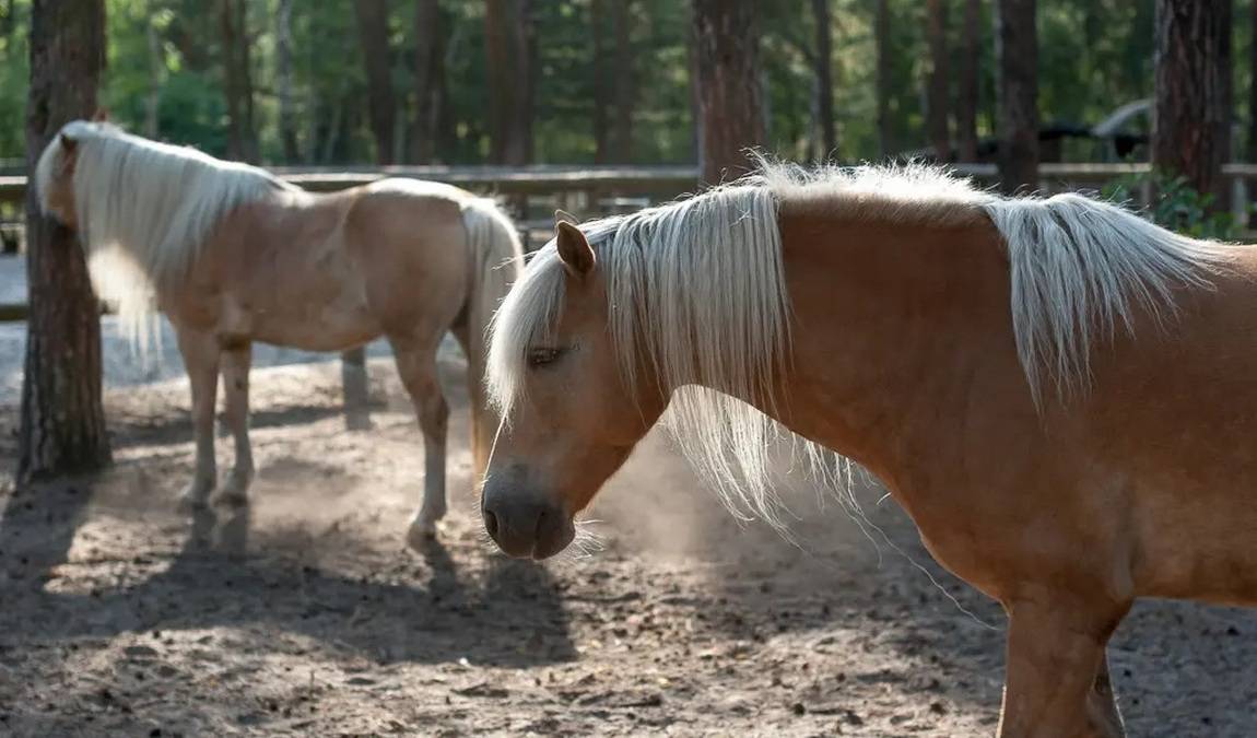 nature and environment house photo 3