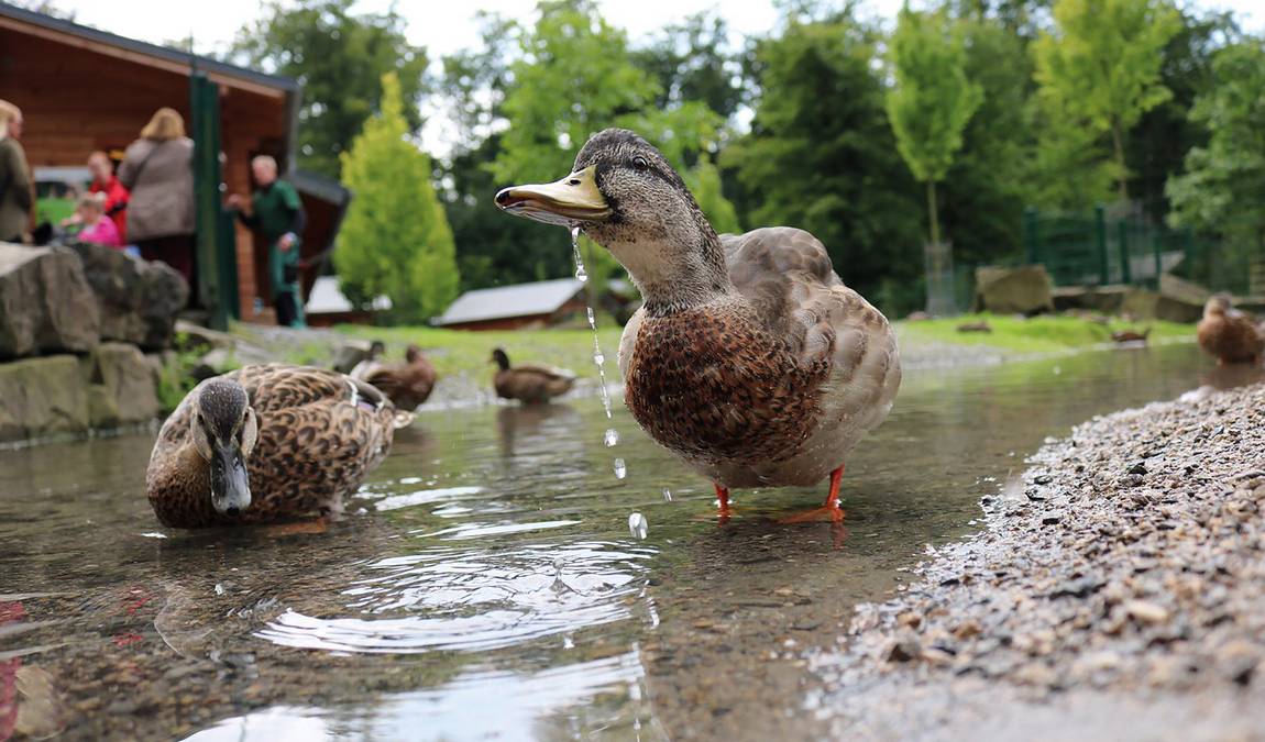 lindenthaler tierpark photo 1