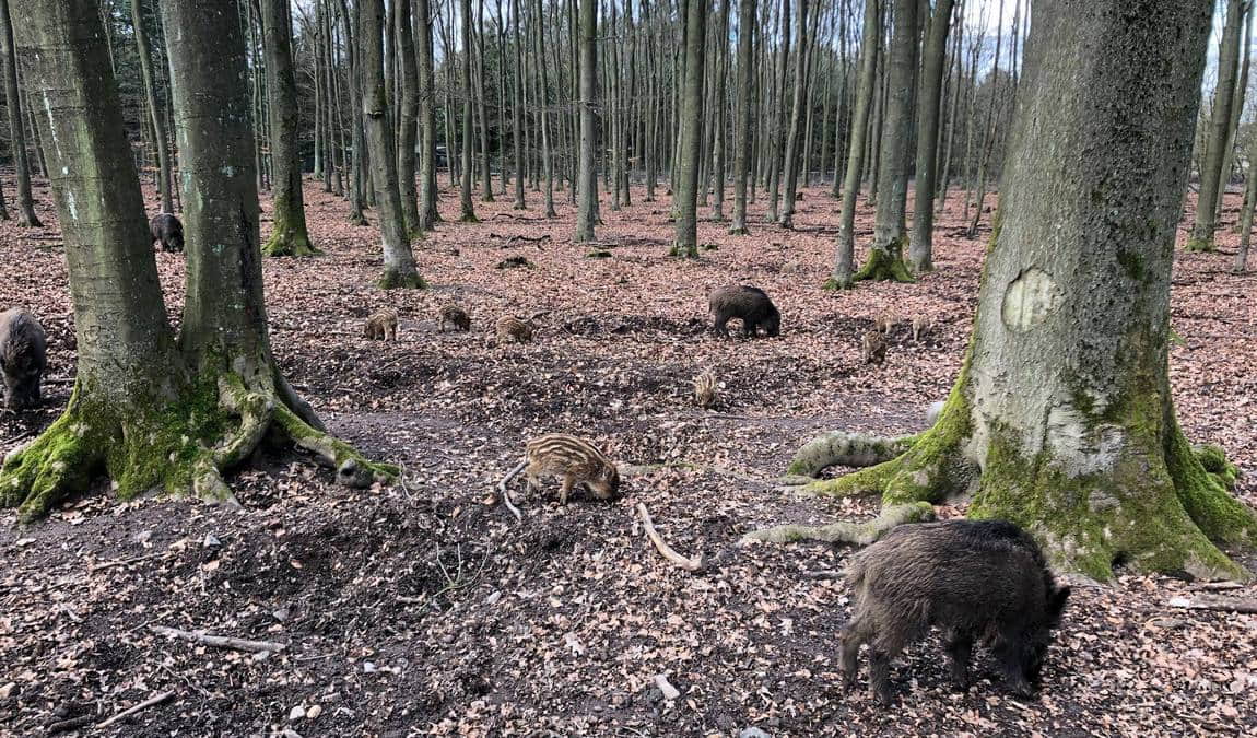 wildlife park dünnwald photo 5