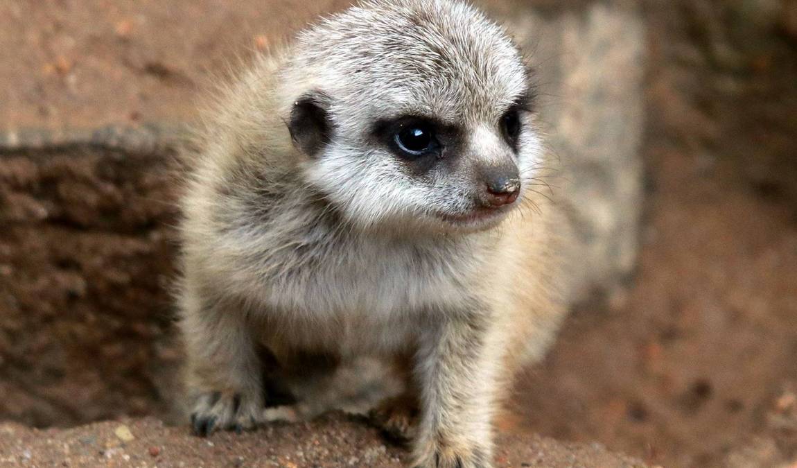 chemnitz zoo photo 6