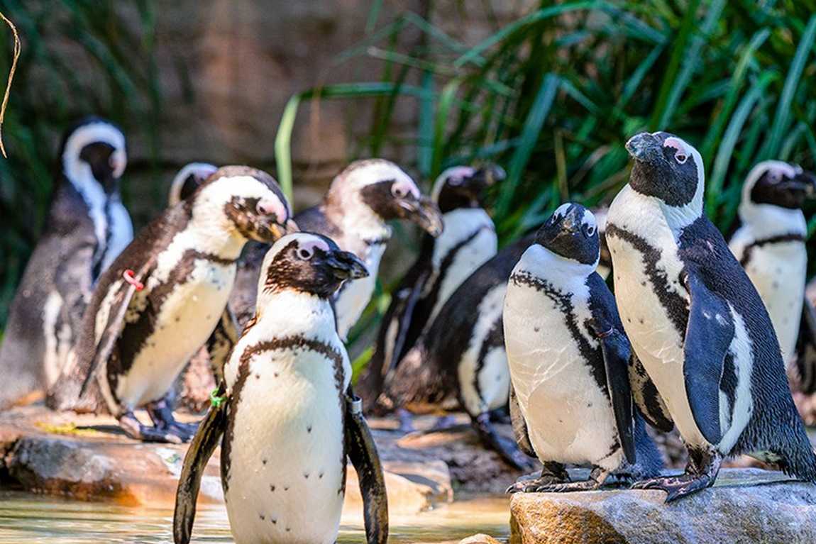 duisburg zoo photo 1