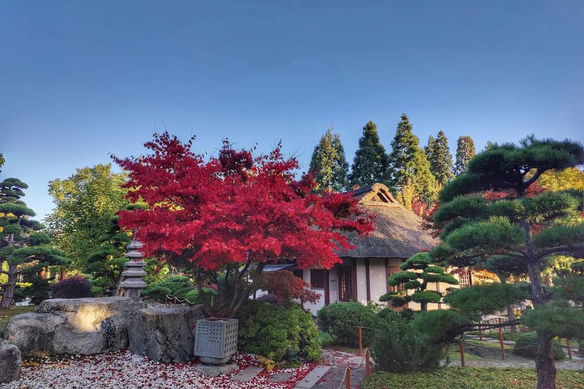 planten un blomen photo 3