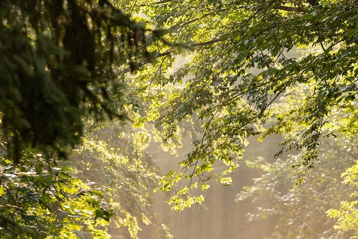 walton street park photo 4