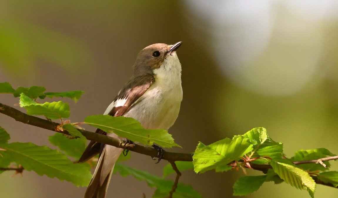matthews-sardis park photo 2