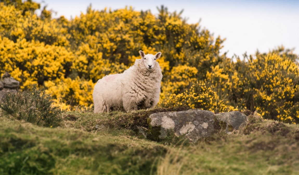 tiergehege hasseldieksdamm photo 6