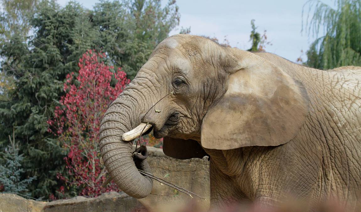 zoo dvur kralove photo 7