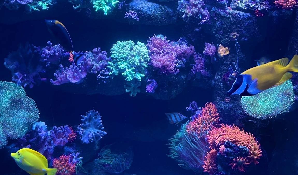 aquarium geomar photo 3