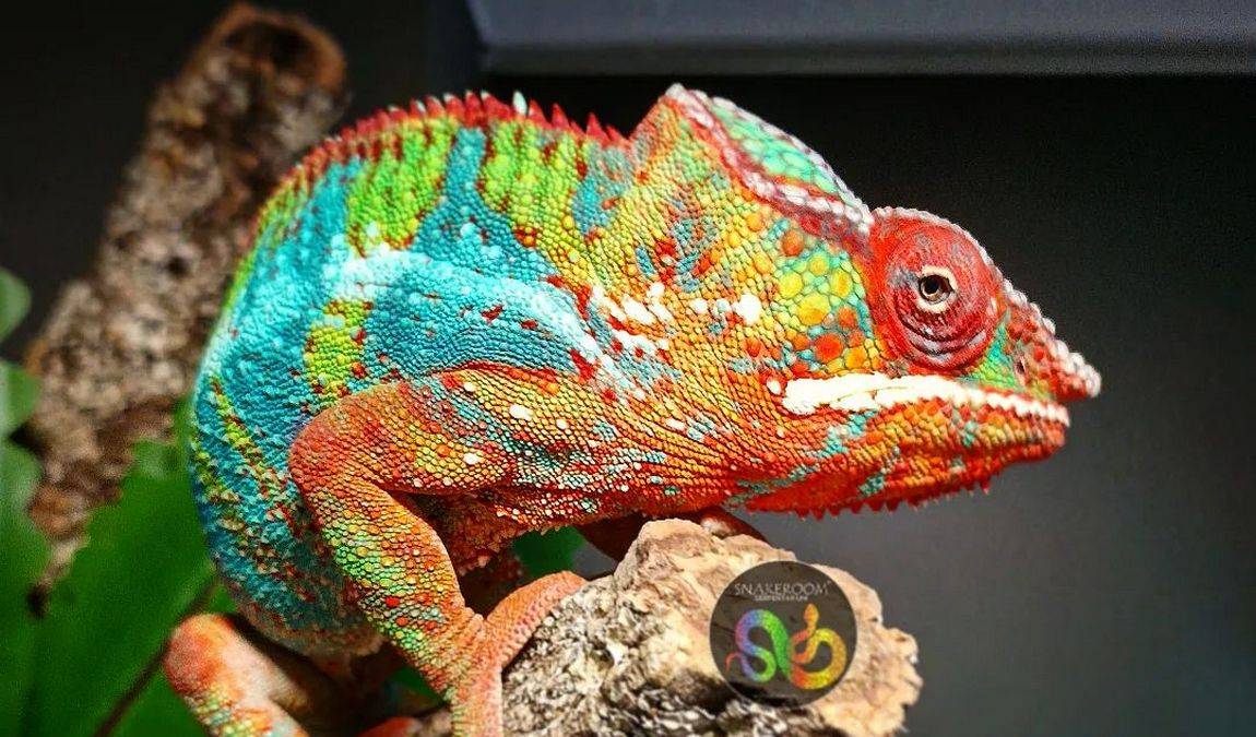 snakeroom serpentarium photo 1