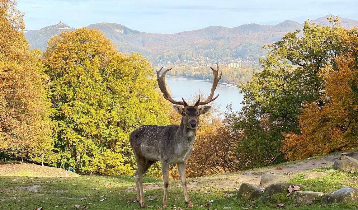 forest and wildpark rolandseck photo 6