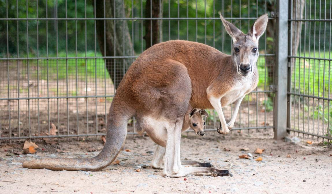 wilhelma zoo and botanical garden photo 6