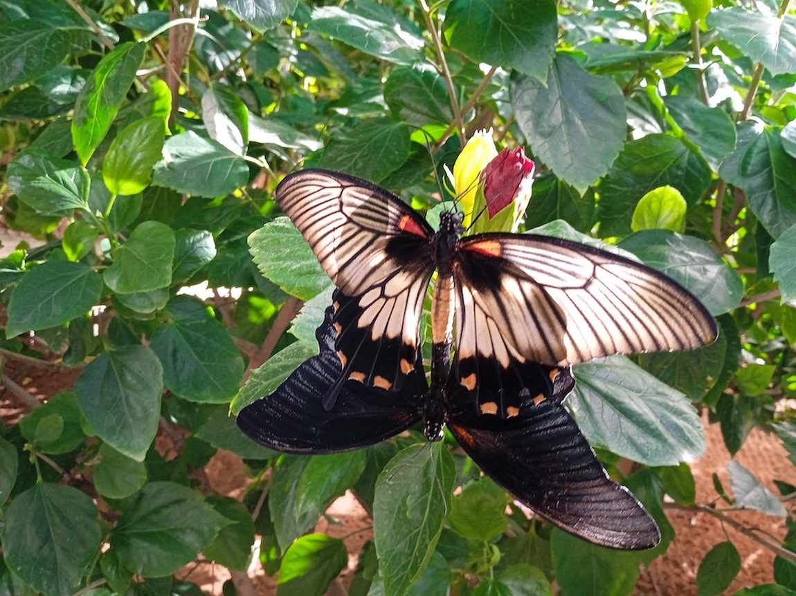 mariposario de nijar photo 1