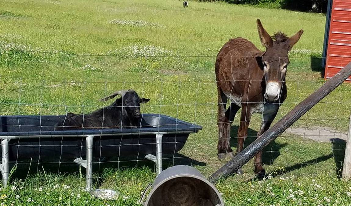 brock's berries & farm photo 4