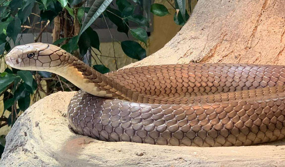 reptilien zoo forchtenstein photo 3