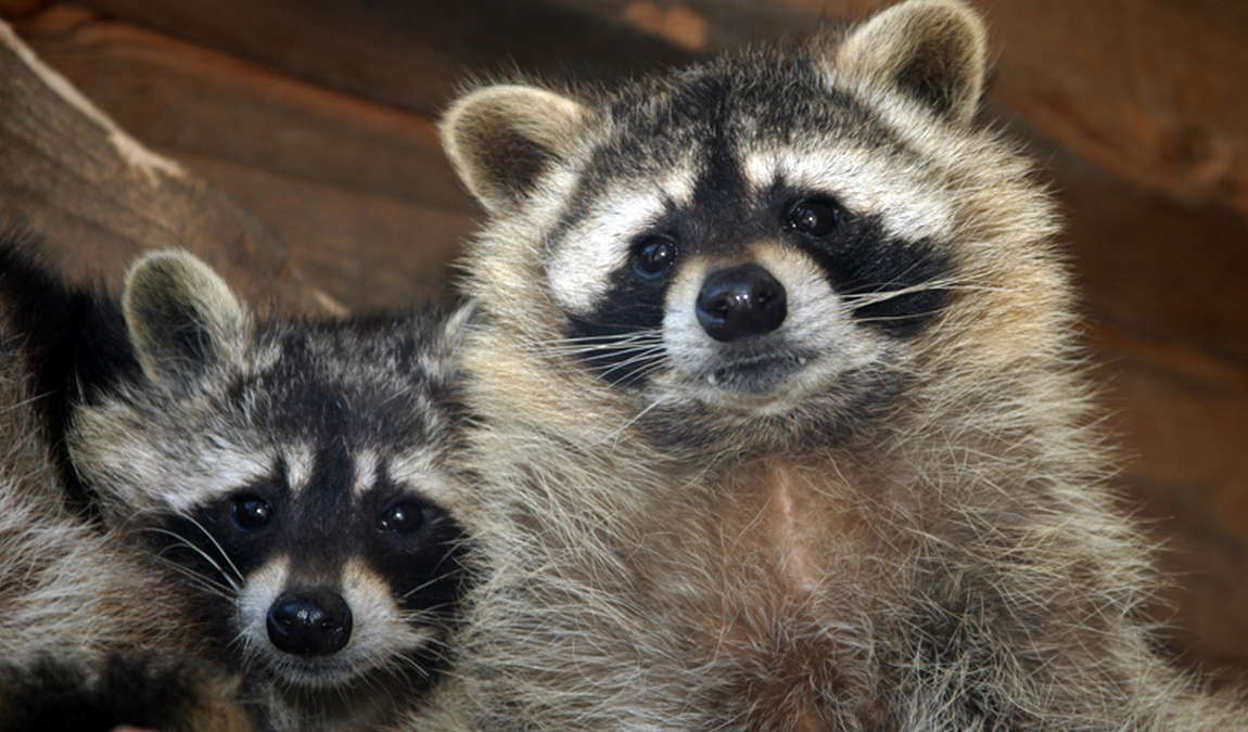 alpen wildpark feld am see photo 2