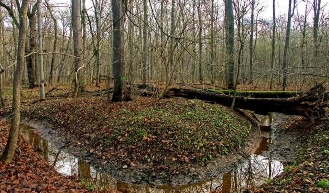 leipzig riverside forest photo 6