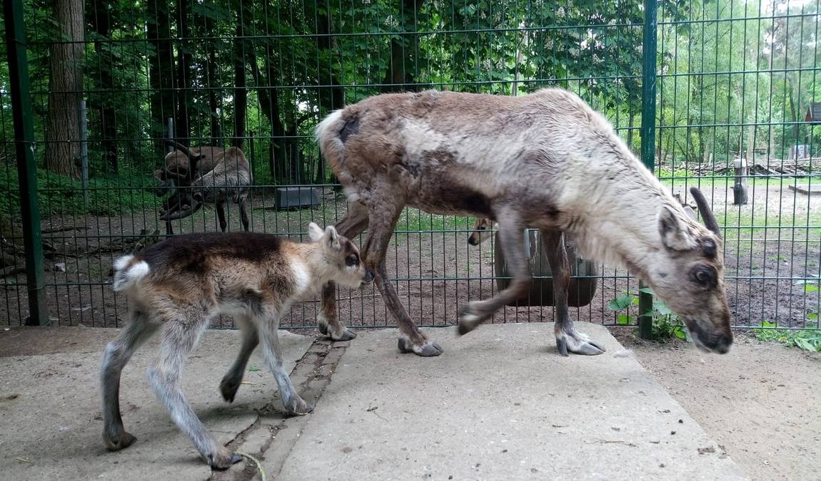 neumünster zoo photo 5