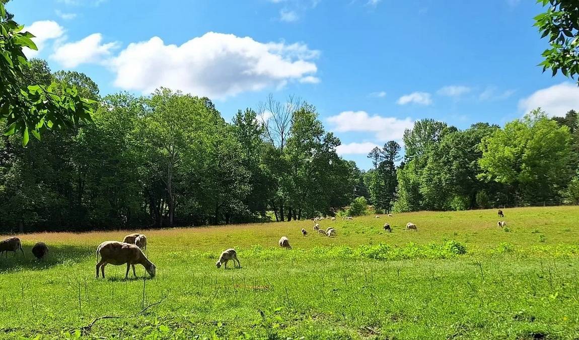 brookhaven mill farm photo 1