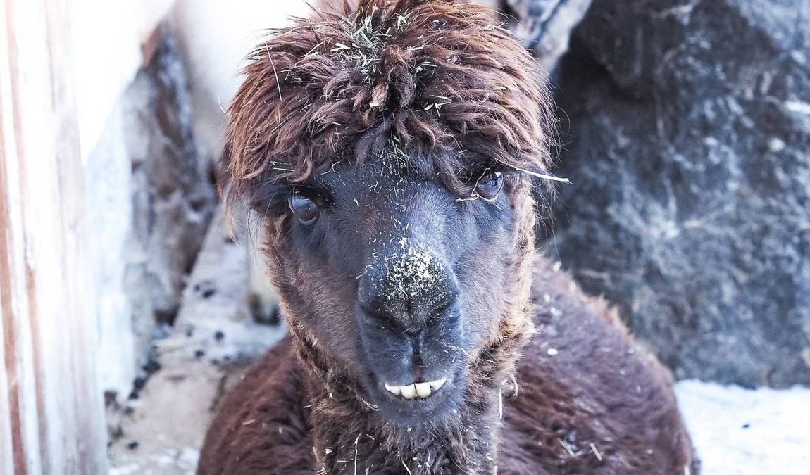 unterschwarzachhof mini farm photo 6