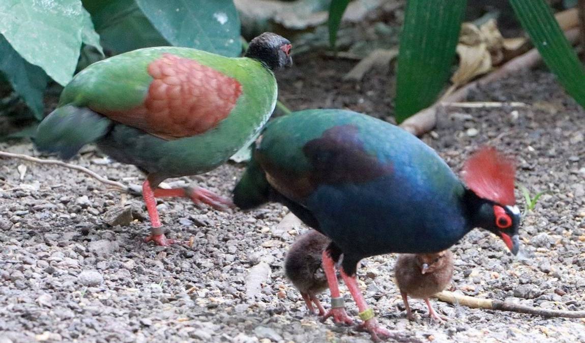 chemnitz zoo photo 7