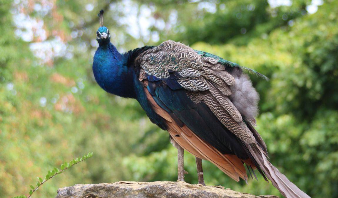 osnabrück zoo photo 1