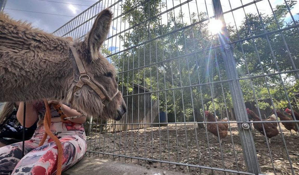 eselnest farm photo 1