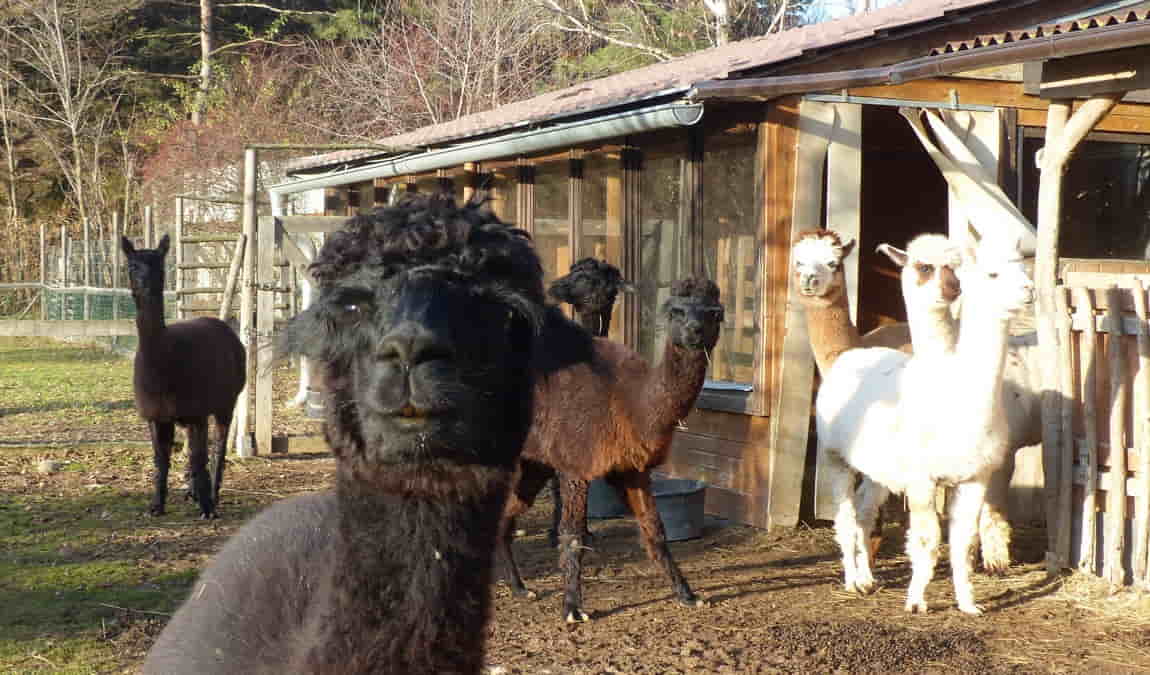 lamacentrum hady photo 6