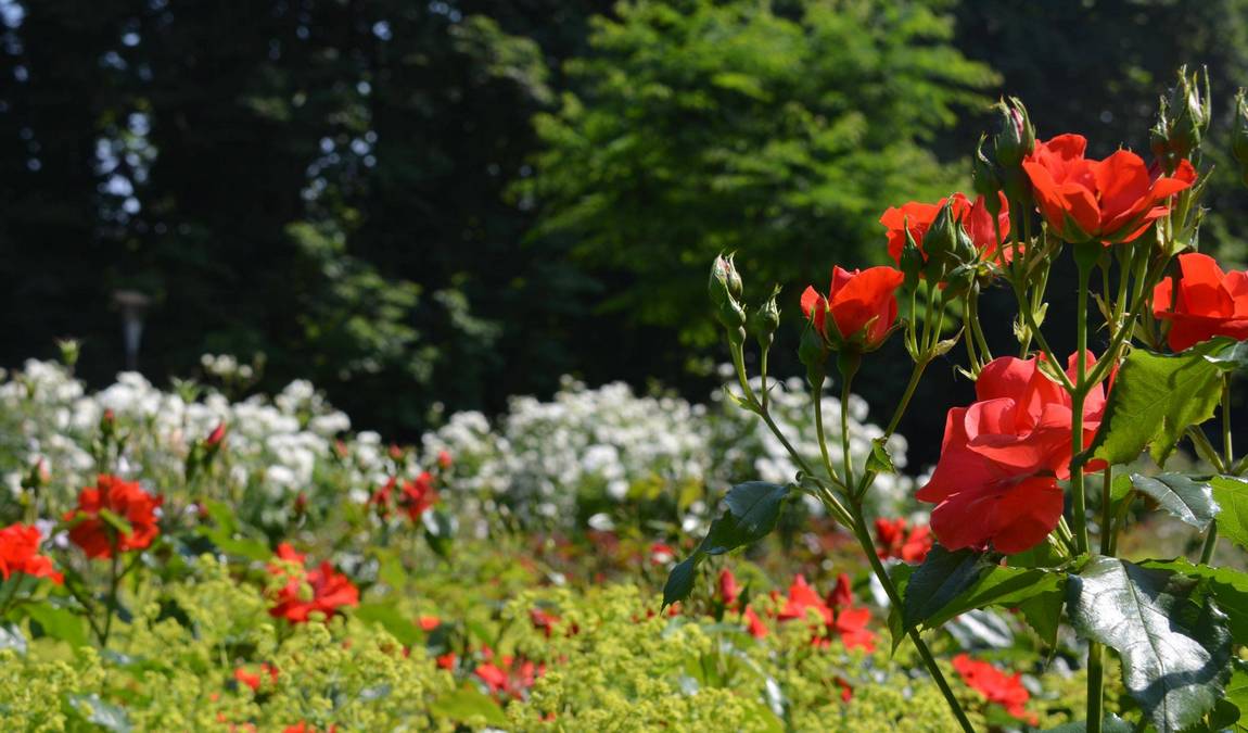 herzogenried park photo 6