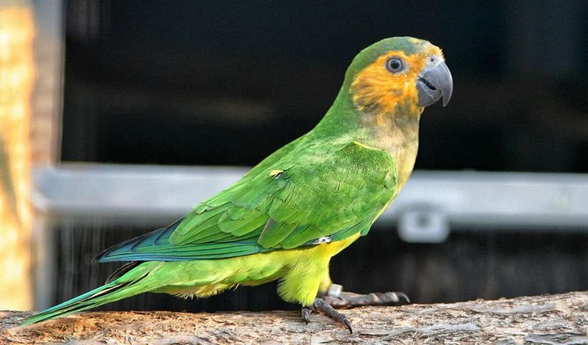 parrot zoo photo 1