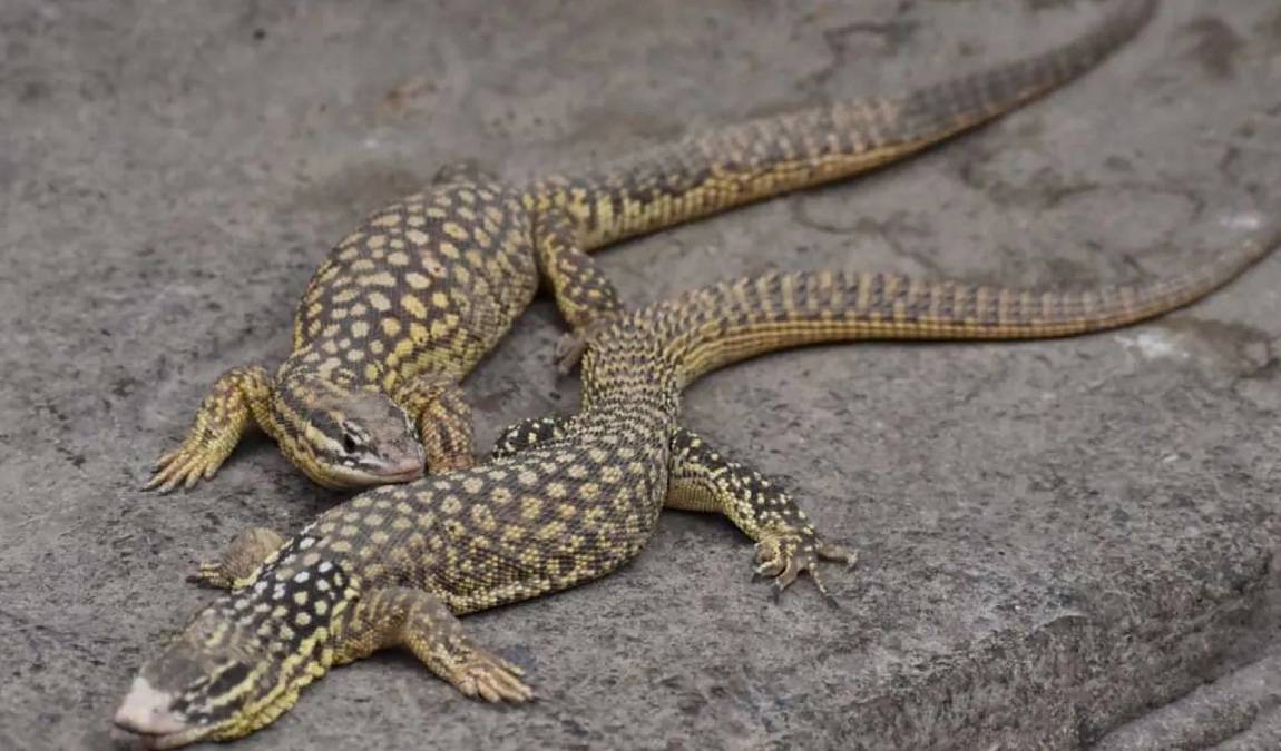 north carolina zoo photo 4