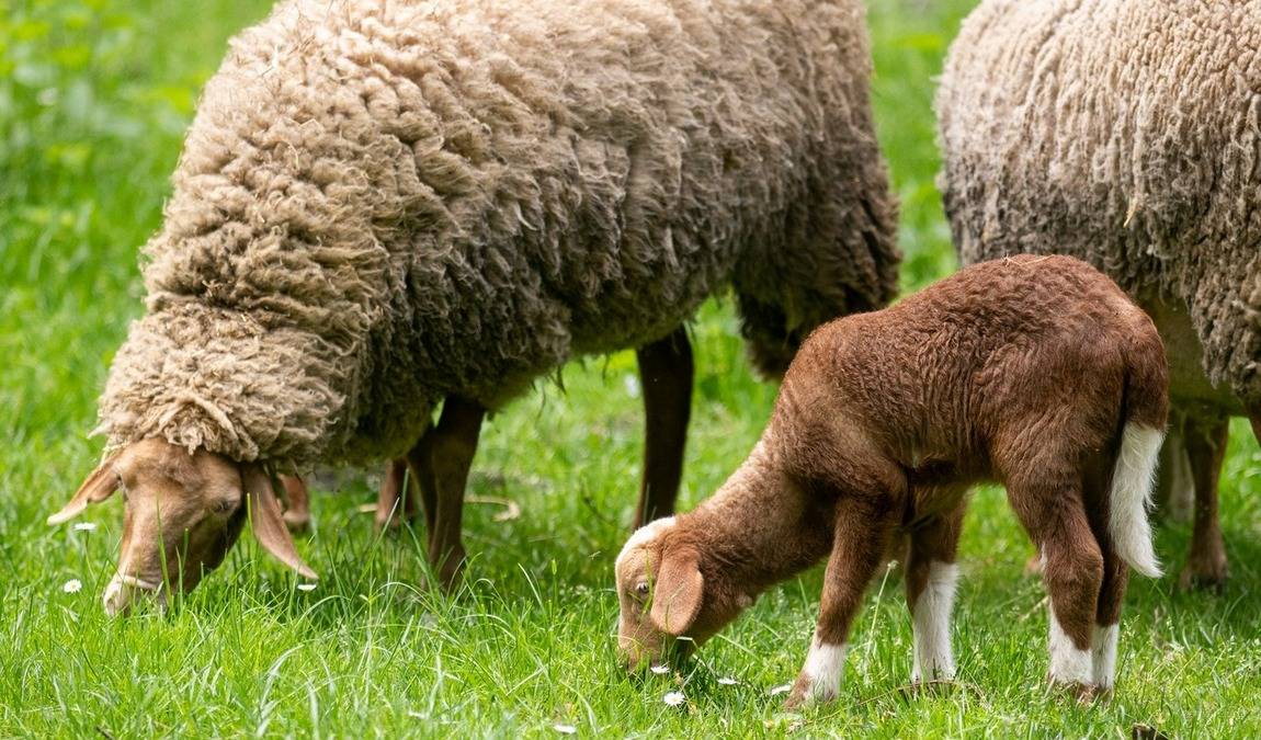 nuremberg zoo photo 1