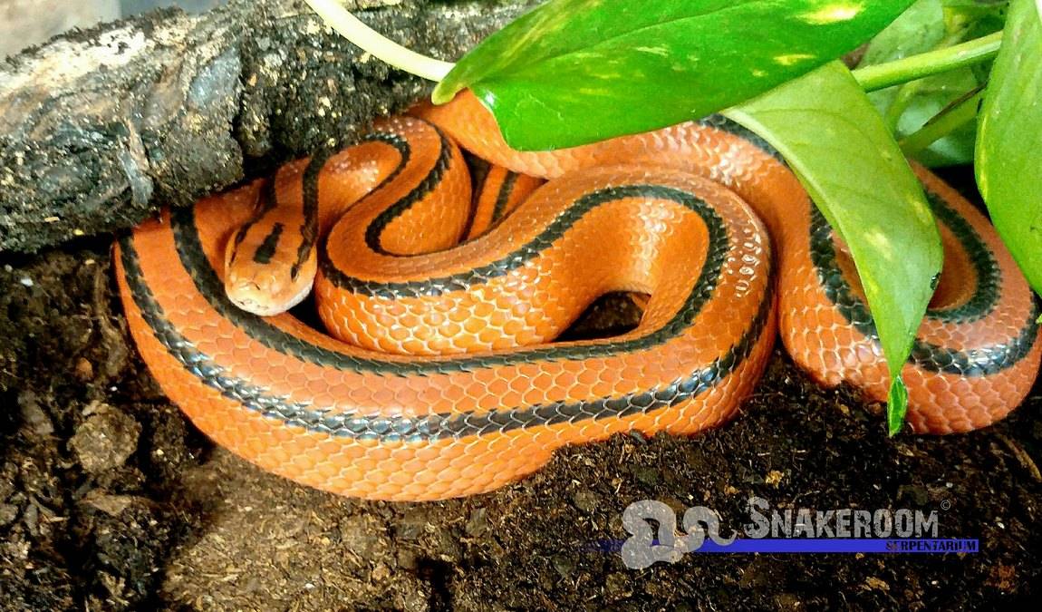 snakeroom serpentarium photo 4