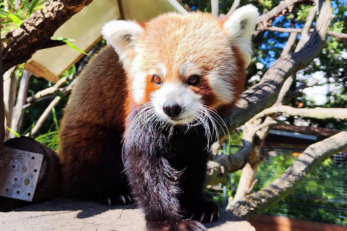 magdeburg zoo photo 3