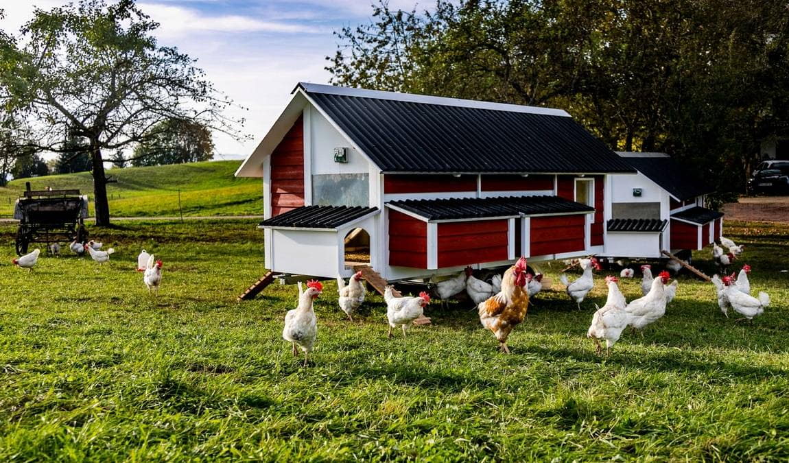 gut aiderbichl iffeldorf farm photo 8