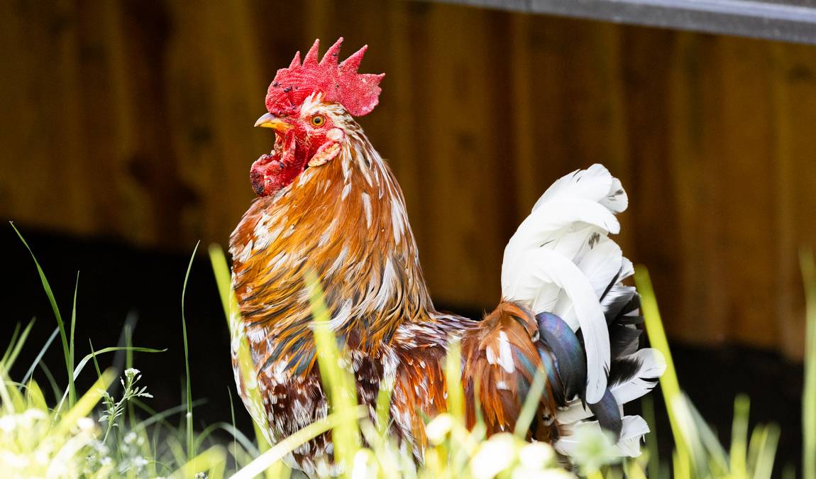 gut aiderbichl iffeldorf farm photo 2