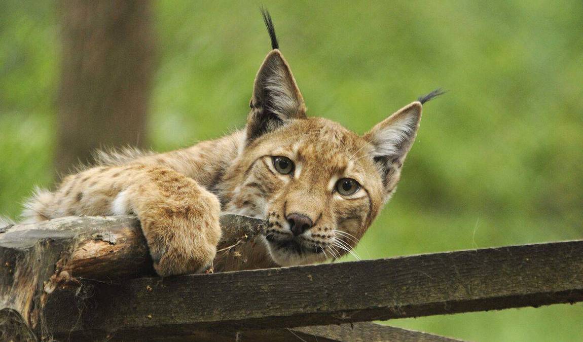 wildpark alte fasanerie photo 2