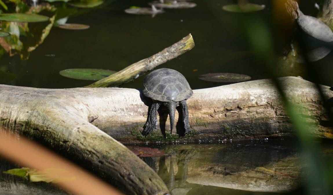 nymphaea zoo photo 1
