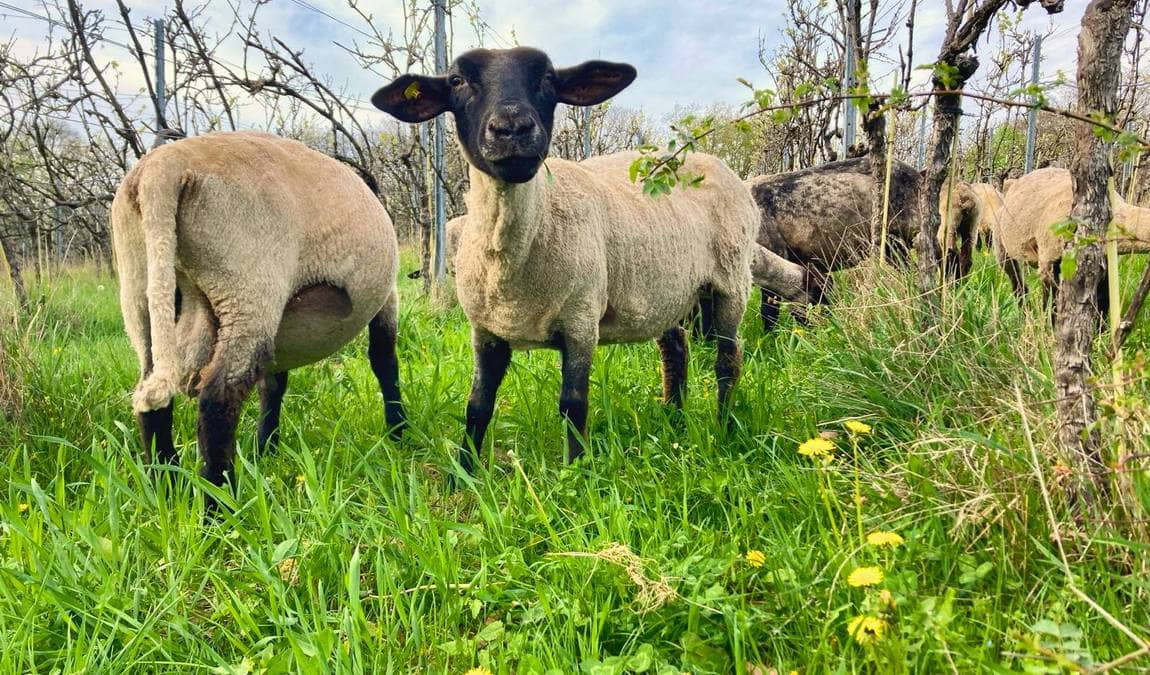 wackerbarth castle photo 3