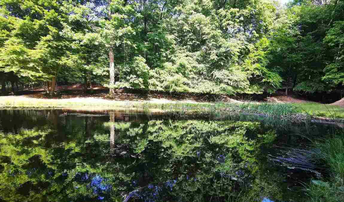 obora holedna photo 6