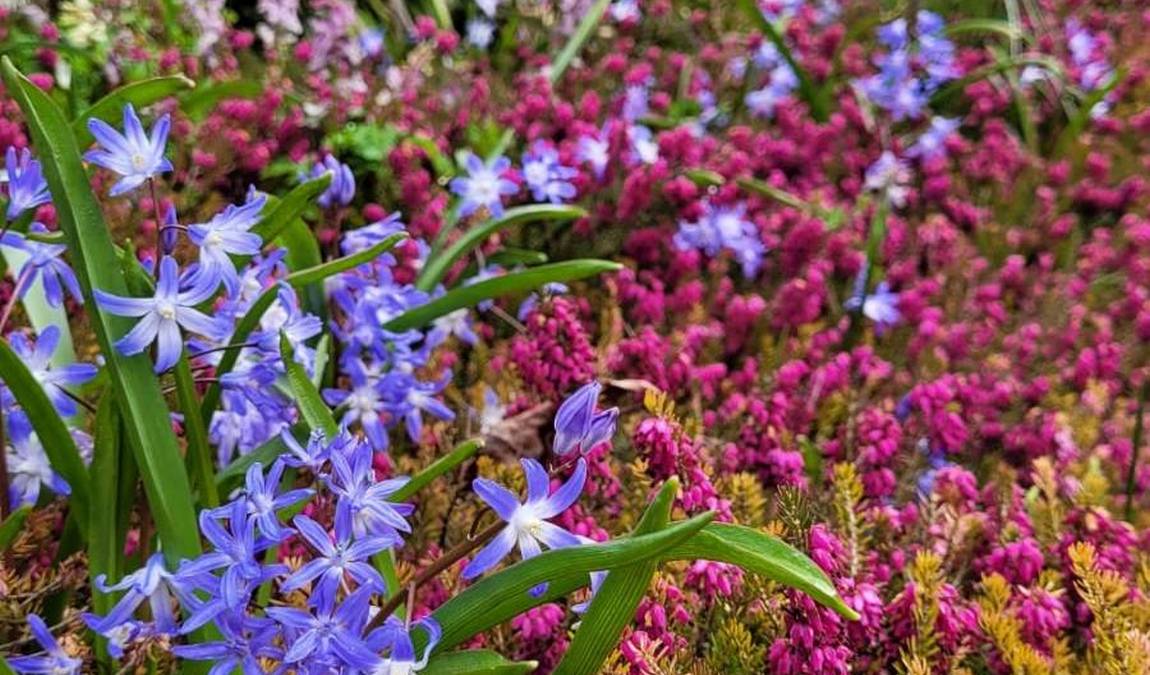 botanical garden of the technical university of braunschweig photo 5