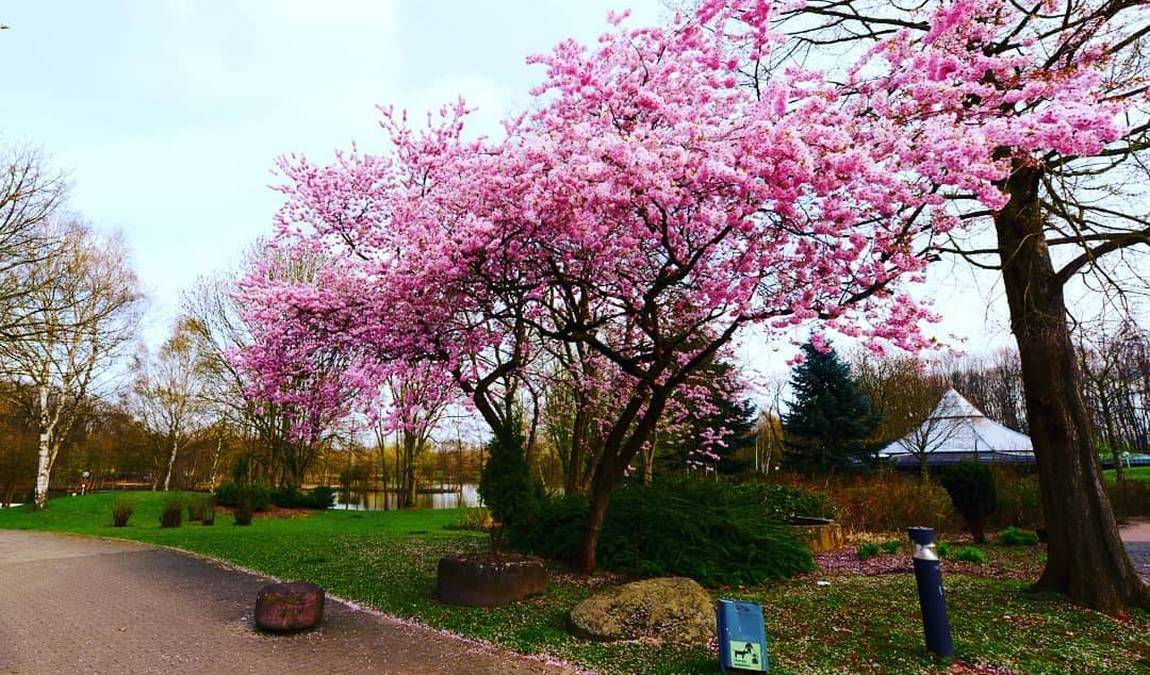 revierpark wischlingen photo 5