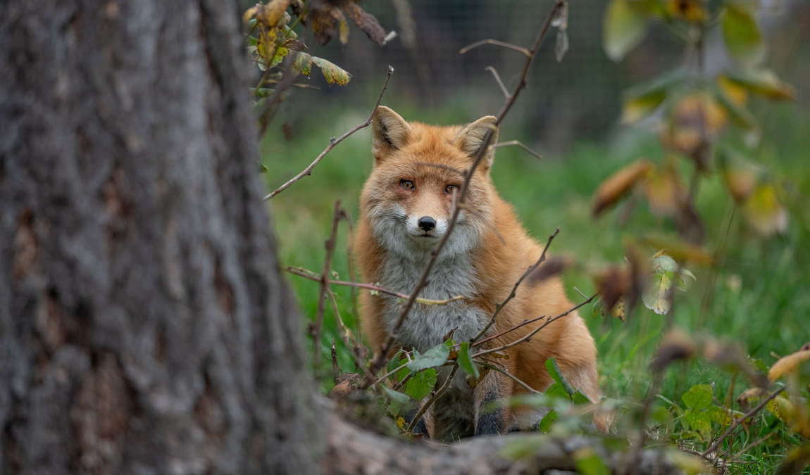 tierpark mautern photo 3