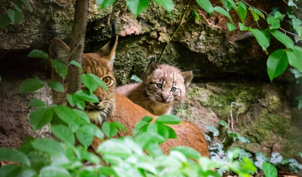 nuremberg zoo photo 3