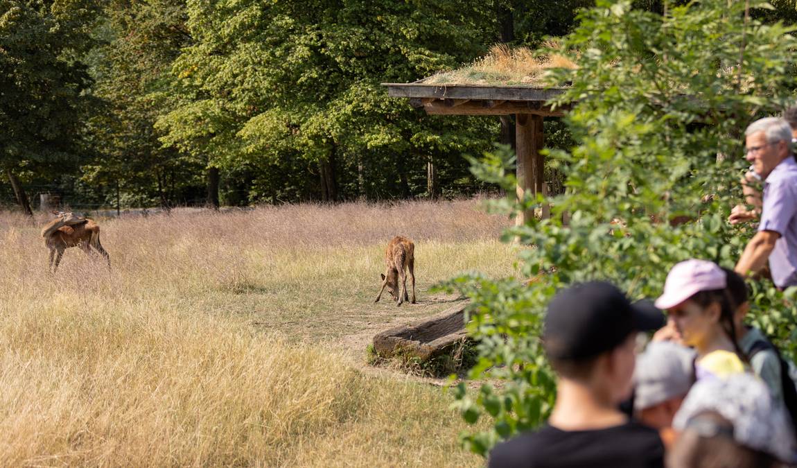 bad mergentheim wild park photo 3