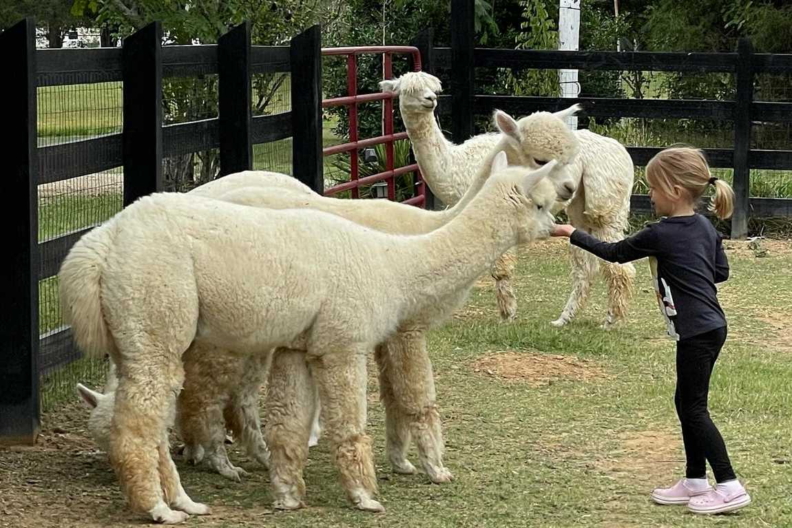 farm and fleece alpaca ranch photo 4