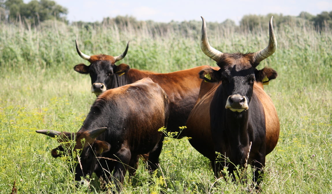 tiergehege hasseldieksdamm photo 4