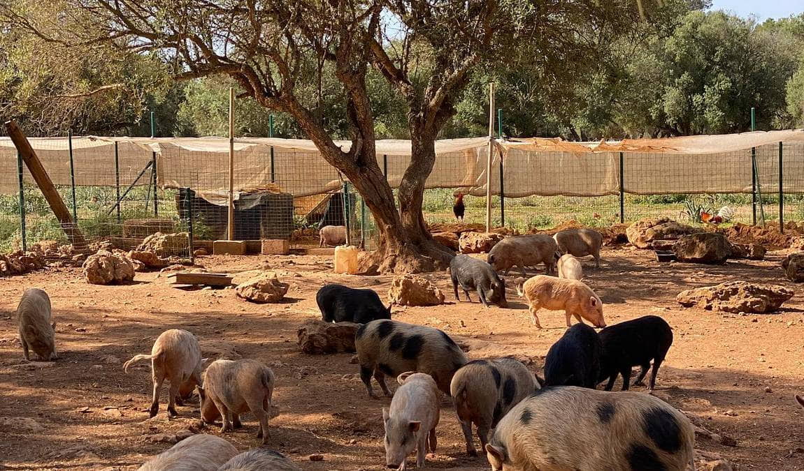 fresopolis mallorca photo 3